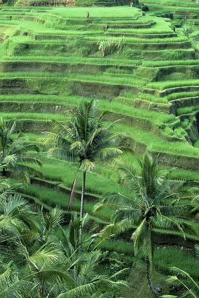Indonesia, Bali, Tegallalan village. Lush, terraced rice fields and coconut palm