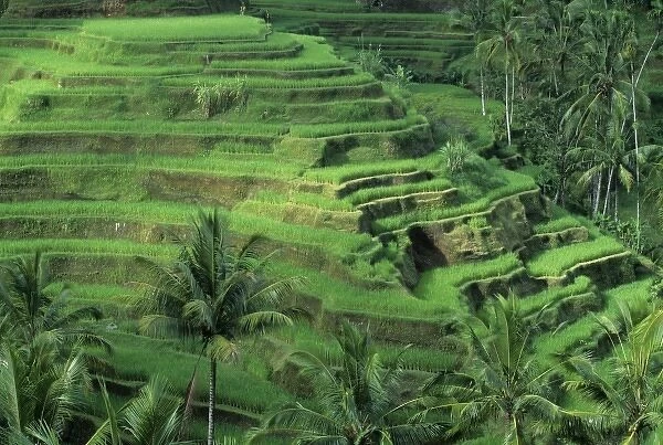 Indonesia, Bali, Tegallalan village. Lush, terraced rice fields and coconut palm trees