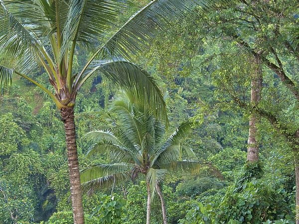 Indonesia, Bali, Ubud. Bali rainforest