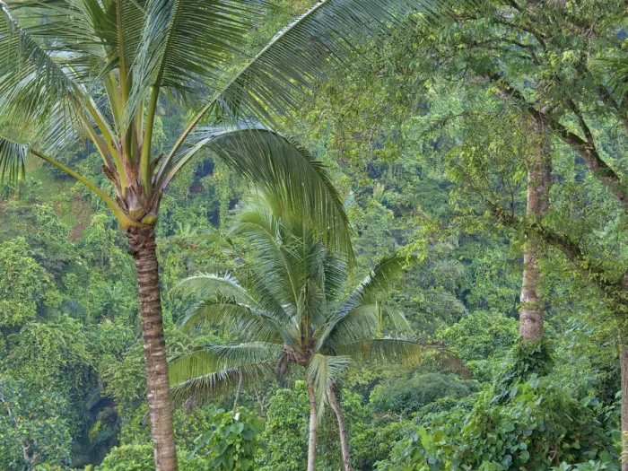 Framed Print : Indonesia, Bali, Ubud. Bali rainforest Framed Print : Indonesia, Bali, Ubud. Bali rainforest