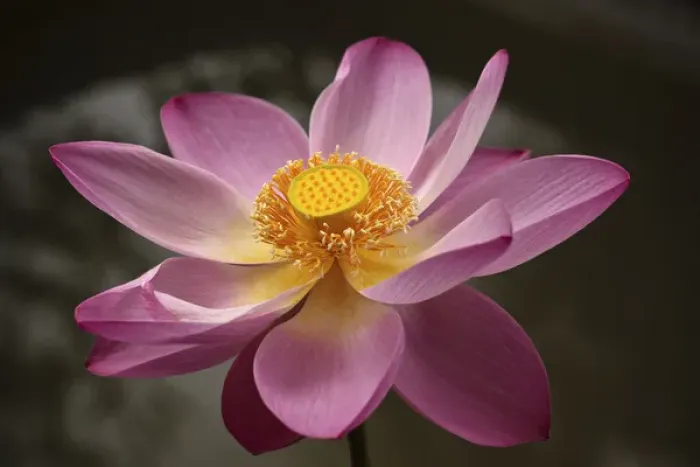 Framed Print : Indonesia, Bali, Ubud, Nyuh Kuning Village. Close-up shot of lotus flower in full bloom