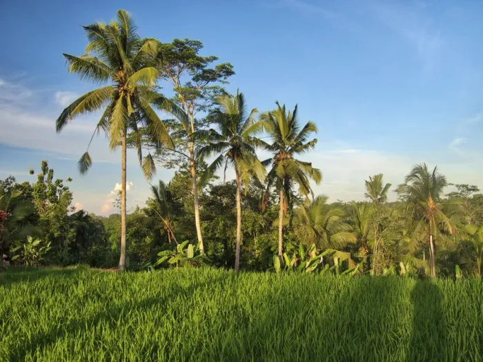 Framed Print : Indonesia, Bali, Ubud. Rice fields and palm trees Framed Print : Indonesia, Bali, Ubud. Rice fields and palm trees