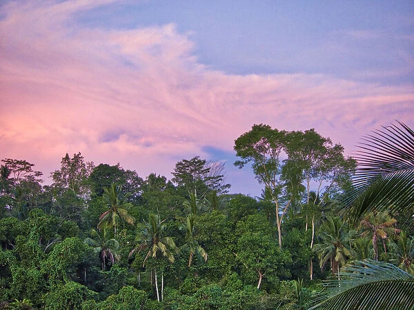 Indonesia, Bali, Ubud. Sunrise in the rainforest