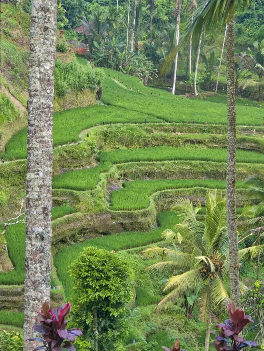 Framed Print : Indonesia, Bali, Ubud. Tegallalang Rice Terraces near Ubud Framed Print : Indonesia, Bali, Ubud. Tegallalang Rice Terraces near Ubud