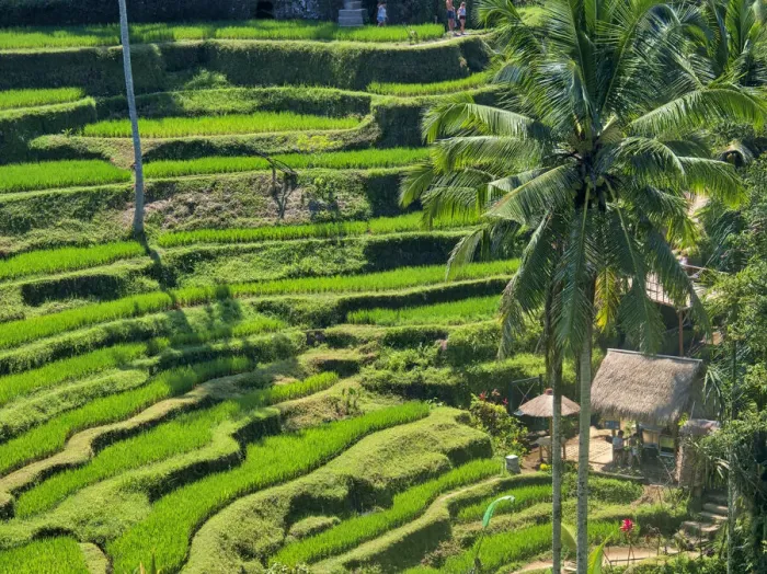 Framed Print : Indonesia, Bali, Ubud. Tegallalang Rice Terraces near Ubud