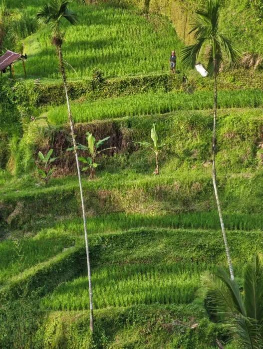 Framed Print : Indonesia, Bali, Ubud. Tegallalang Rice Terraces near Ubud Framed Print : Indonesia, Bali, Ubud. Tegallalang Rice Terraces near Ubud
