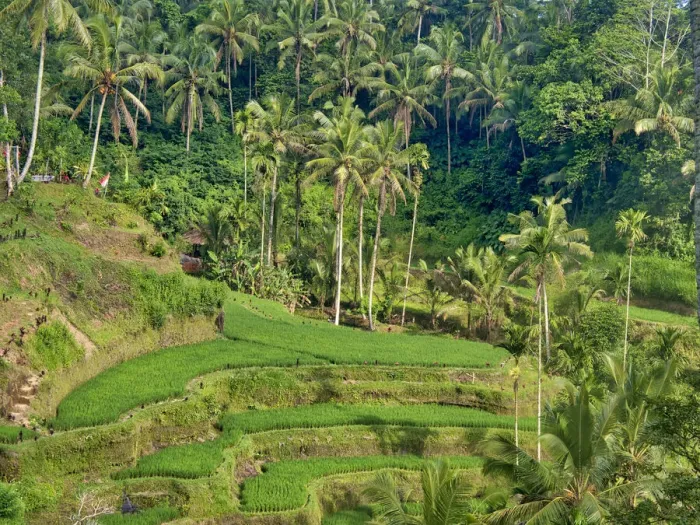 Framed Print : Indonesia, Bali, Ubud. Tegallalang Rice Terraces near Ubud Framed Print : Indonesia, Bali, Ubud. Tegallalang Rice Terraces near Ubud