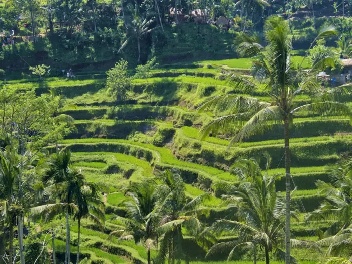 Framed Print : Indonesia, Bali, Ubud. Tegallalang Rice Terraces near Ubud