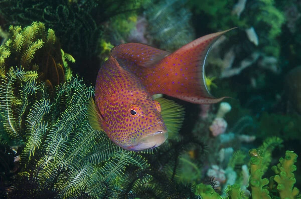 Indonesia, Bima Bay. Close-up of coral trout