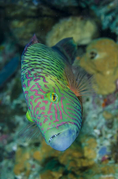Indonesia, Bima Bay. Close-up of wrasse fish