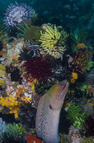 Indonesia, Bima Bay. Moray eel and coral