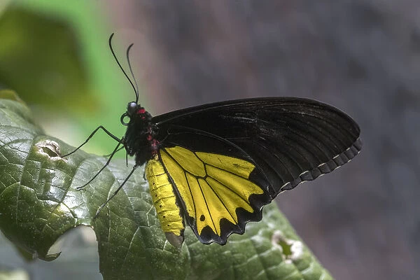 Indonesia. Birdwing butterfly on leaf