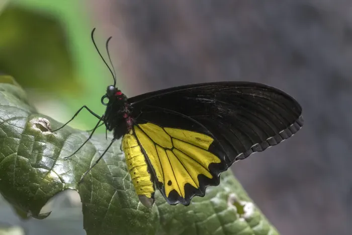 Framed Print : Indonesia. Birdwing butterfly on leaf Framed Print : Indonesia. Birdwing butterfly on leaf