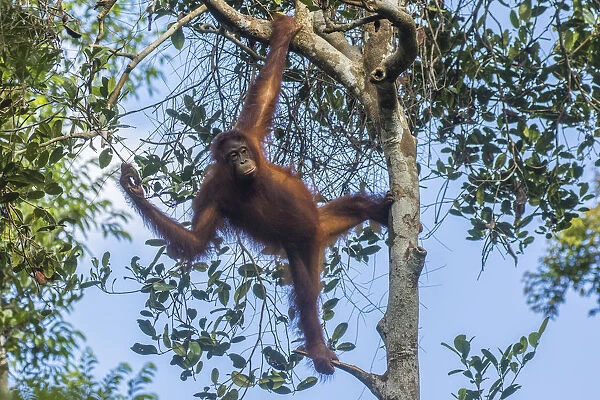 Indonesia, Borneo, Kalimantan. Female orangutan at Tanjung Puting National Park. Credit as