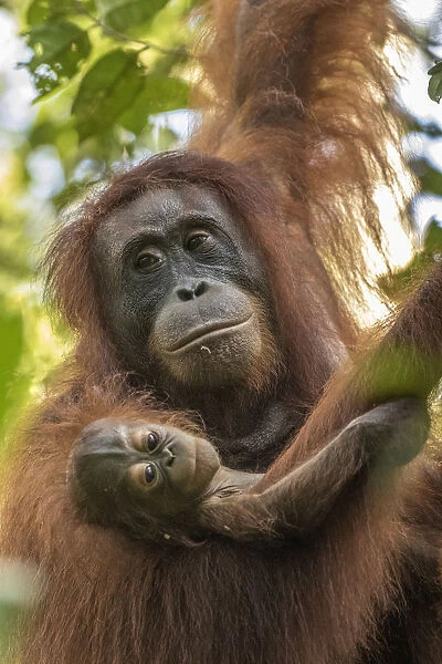 Indonesia, Borneo, Kalimantan. Female orangutan with baby at Tanjung Puting National Park