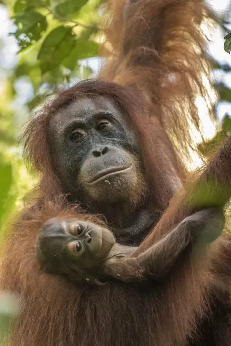 Framed Print : Indonesia, Borneo, Kalimantan. Female orangutan with baby at Tanjung Puting National Park Framed Print : Indonesia, Borneo, Kalimantan. Female orangutan with baby at Tanjung Puting National Park