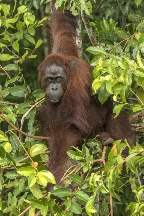 Framed Print : Indonesia, Borneo, Kalimantan. Female orangutan at Tanjung Puting National Park. Credit as
