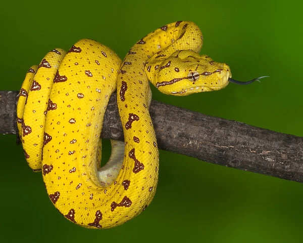 Indonesia. Close-up of juvenile green tree python