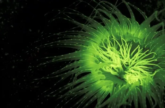 Framed Print : Indonesia. Fluorescence in Tube Anemone (Ceranth idai) Framed Print : Indonesia. Fluorescence in Tube Anemone (Ceranth idai)