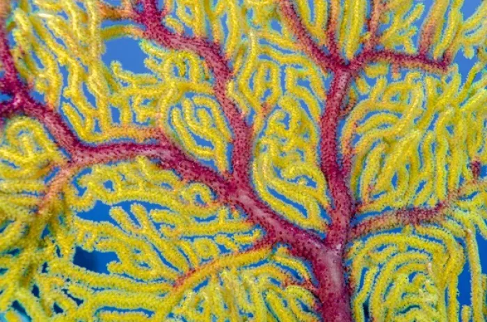 Framed Print : Indonesia, Forgotten Islands. Close-up of soft coral