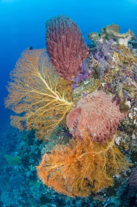 Framed Print : Indonesia, Forgotten Islands. Coral reef scenic Framed Print : Indonesia, Forgotten Islands. Coral reef scenic