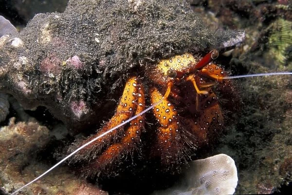 Indonesia. Hermit Crab (Dadanus megistos)