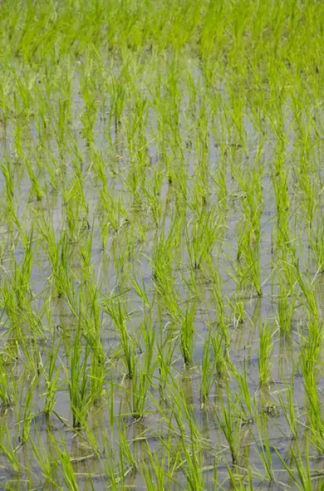 Framed Print : Indonesia, Island of Lombok. Typical Indonesian rice paddy, newly planted crop Framed Print : Indonesia, Island of Lombok. Typical Indonesian rice paddy, newly planted crop