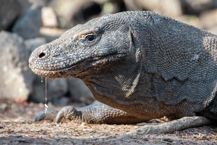 Framed Print : Indonesia, Komodo Island, Komodo National Park, Loh Liang. Komodo dragon Framed Print : Indonesia, Komodo Island, Komodo National Park, Loh Liang. Komodo dragon