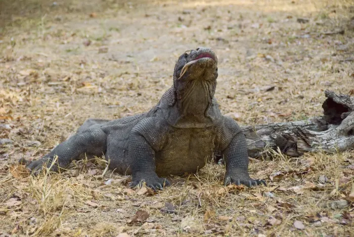 Framed Print : Indonesia, Komodo National Park. Close-up of Komodo dragon