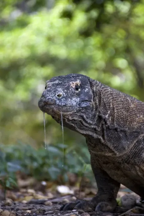 Framed Print : Indonesia, Komodo National Park. Close-up of Komodo dragon Framed Print : Indonesia, Komodo National Park. Close-up of Komodo dragon