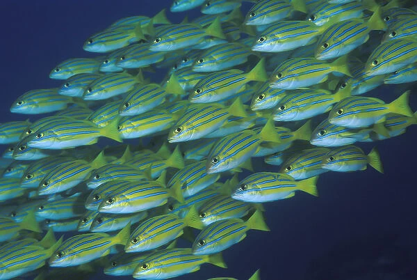 Indonesia, Komodo National Park. Close-up of schooling lined snappers. Credit as