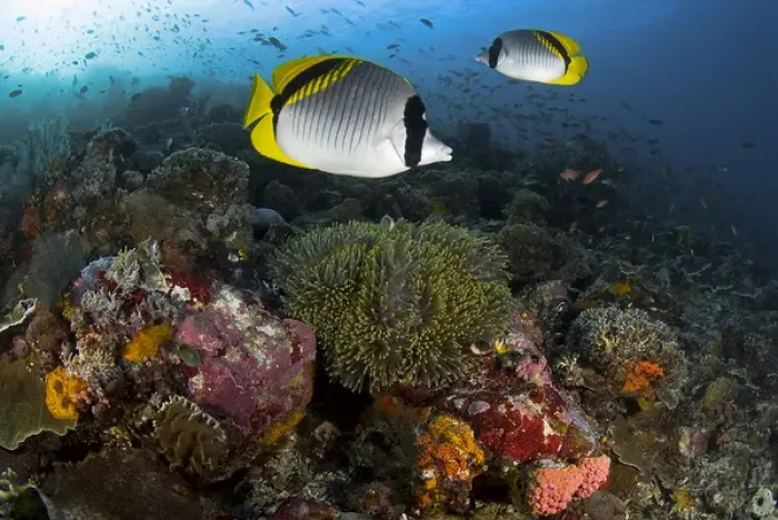 Framed Print : Indonesia, Komodo National Park. Lined butterflyfish swim over reef corals. Credit as