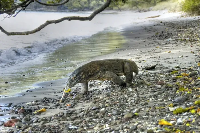 Framed Print : Indonesia, Komodo National Park. Komodo dragon walking on stony beach. Credit as