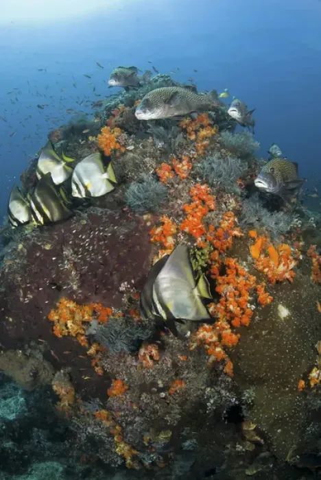 Framed Print : Indonesia, Komodo National Park, Tatawa Besar. Fish swim around coral. Credit as
