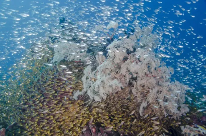Framed Print : Indonesia, Komodo National Park. Fish schooling around reef formation. Credit as Framed Print : Indonesia, Komodo National Park. Fish schooling around reef formation. Credit as