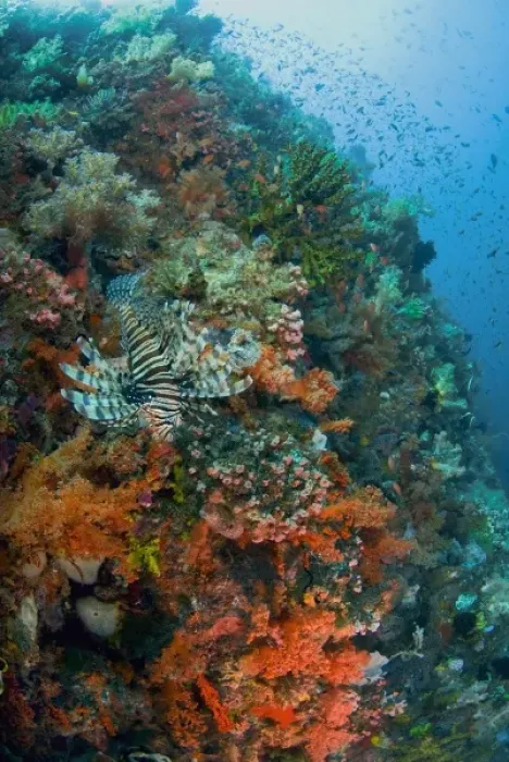 Framed Print : Indonesia, Komodo National Park. Lionfish swimming over reef Framed Print : Indonesia, Komodo National Park. Lionfish swimming over reef