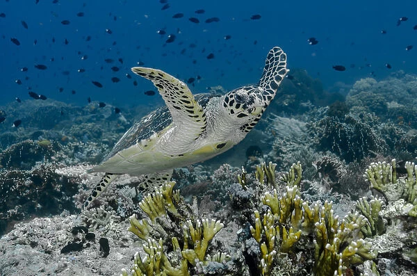 Indonesia, Komodo National Park, Tatawa Besar. Close-up of hawksbill sea turtle. Credit as