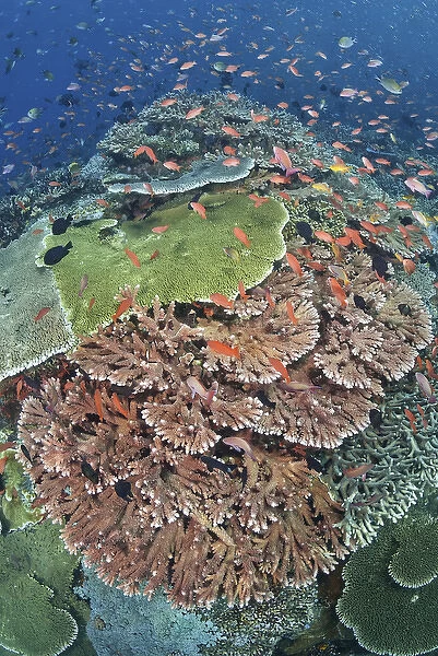 Indonesia, Komodo National Park, Tatawa Kecil. Fish swimming over hard coral. Credit as