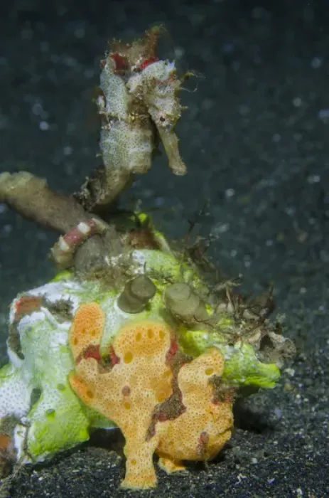 Framed Print : Indonesia, Lembeh Strait. Close-up of camouflaged frogfish and sea horse. Credit as Framed Print : Indonesia, Lembeh Strait. Close-up of camouflaged frogfish and sea horse. Credit as