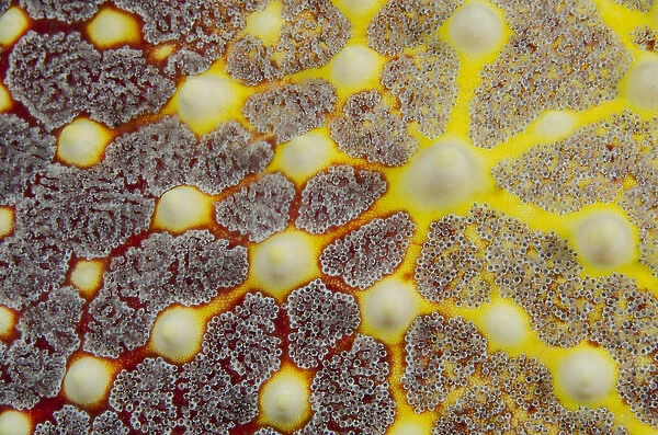 Indonesia, Lembeh Strait. Close-up of sea star patterns
