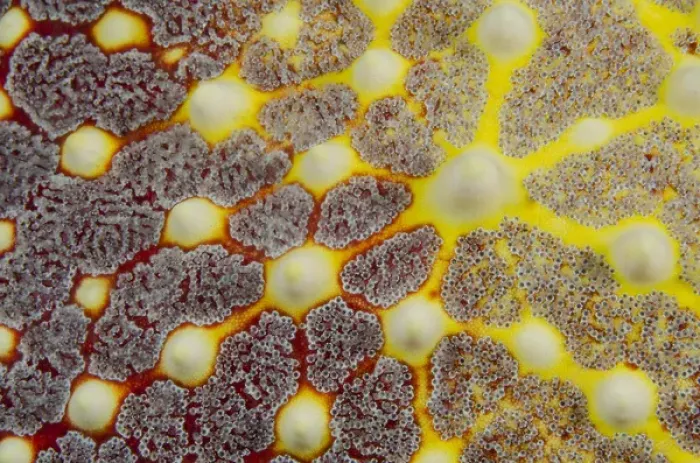 Framed Print : Indonesia, Lembeh Strait. Close-up of sea star patterns Framed Print : Indonesia, Lembeh Strait. Close-up of sea star patterns