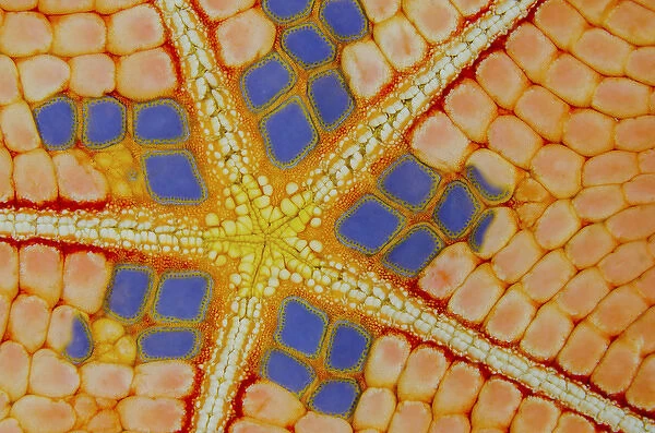 Indonesia, Lembeh Strait. Colorful patterns on sea star
