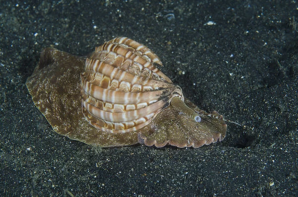 Indonesia, Lembeh Strait. Mollusc on sea floor