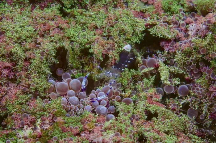 Framed Print : Indonesia, Lembeh Strait. Shrimp walking on anemone Framed Print : Indonesia, Lembeh Strait. Shrimp walking on anemone