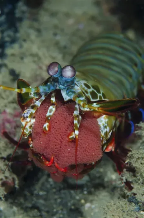 Framed Print : Indonesia, Lembeh Strait, Sulawesi. Mantis shrimp carrying eggs in mouth. Credit as