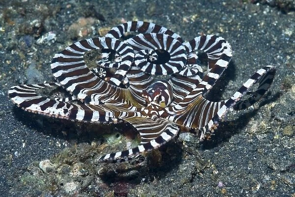 Indonesia, Lembeh Strait. A wonderpus long-armed octopus moves over the ocean floor