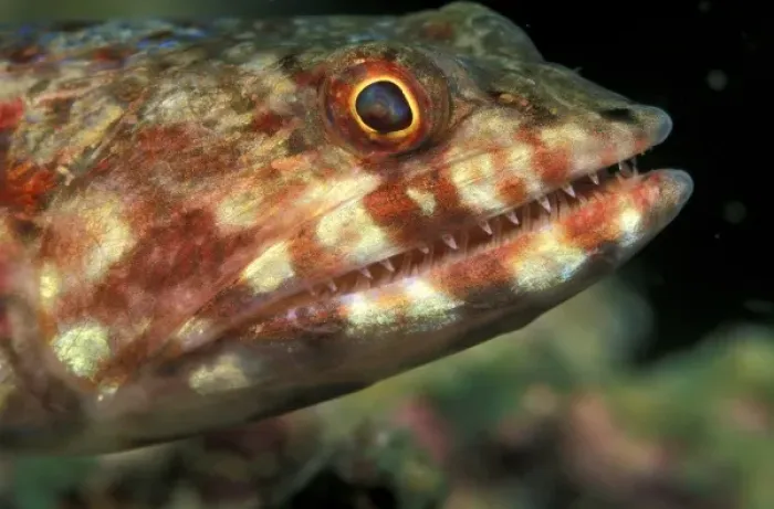 Framed Print : Indonesia. Lizardfish