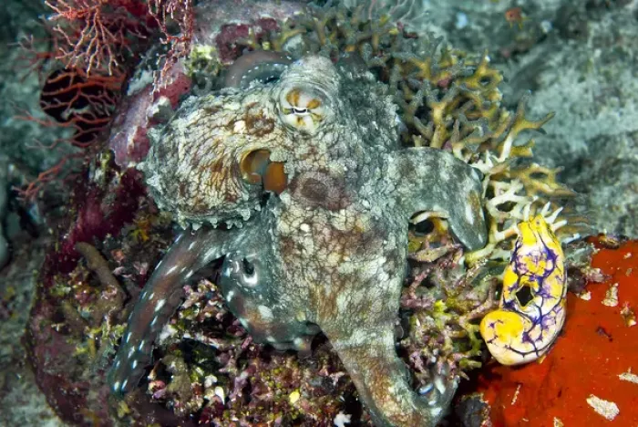 Framed Print : Indonesia, New Guinea Island, Raja Ampat. Close-up of octopus on coral. Credit as