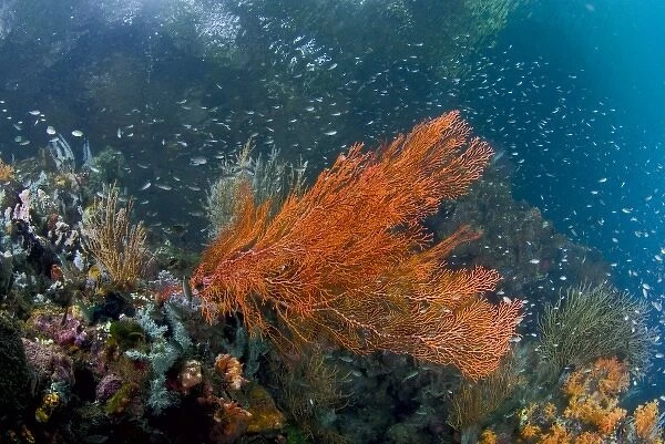 Indonesia, New Guinea Island, Raja Ampat. Corals growing near the ocean surface in a mangrove area