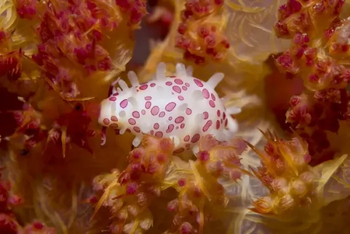 Framed Print : Indonesia, New Guinea Island, Raja Ampat. Cowry mollusks can match their color to